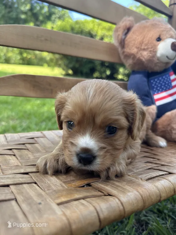 Teddy – Cavalier King Charles Spaniel puppy for sale in Rochelle, GA