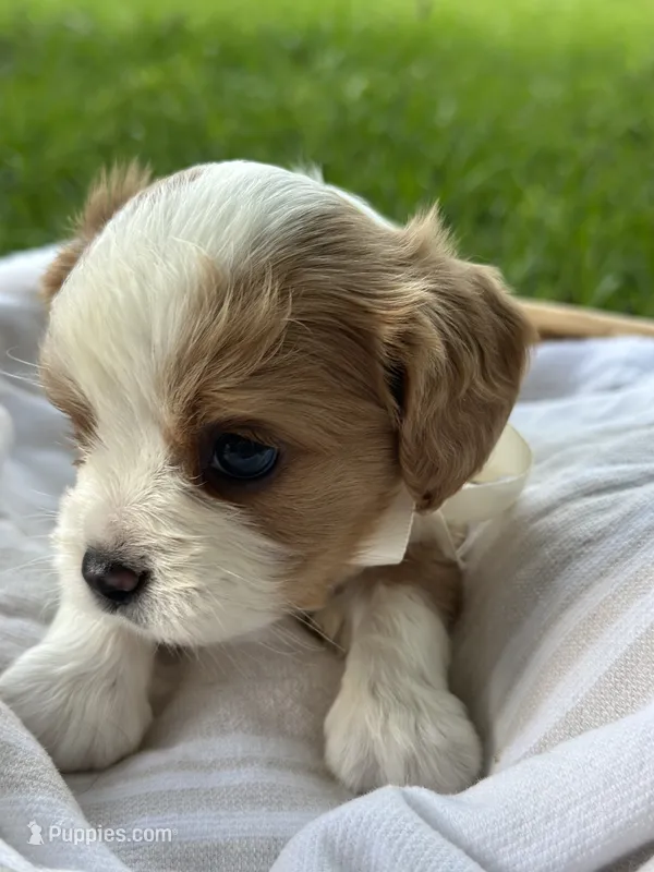 Chase – Cavalier King Charles Spaniel puppy for sale in Rochelle, GA