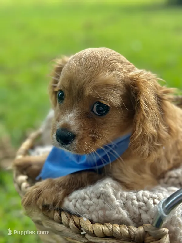 Teddy – Cavalier King Charles Spaniel puppy for sale in Rochelle, GA