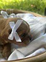 Emma, a female Cavalier King Charles Spaniel for sale in Rochelle, GA – 5 of 6
