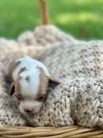 Charleston , a female Cavalier King Charles Spaniel for sale in Rochelle, GA – 5 of 6
