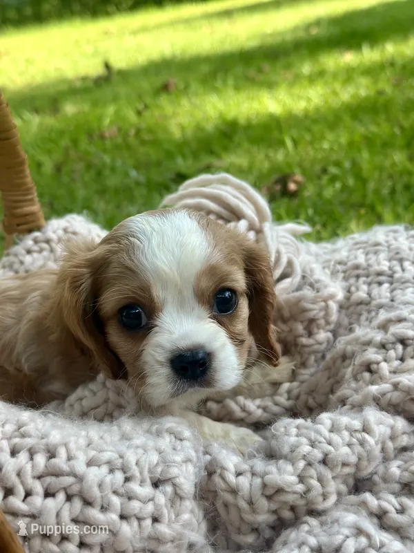 Chase  – Cavalier King Charles Spaniel puppy for sale in Rochelle, GA