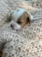 Charleston , a female Cavalier King Charles Spaniel for sale in Rochelle, GA – 6 of 6