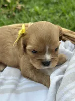 Emmie, a female Cavalier King Charles Spaniel for sale in Rochelle, GA – 1 of 3