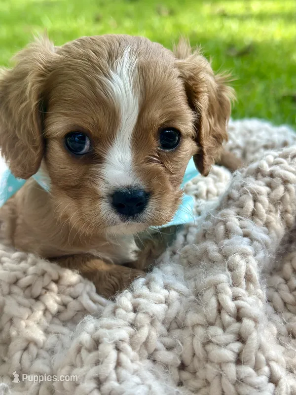 Rose – Cavalier King Charles Spaniel puppy for sale in Rochelle, GA