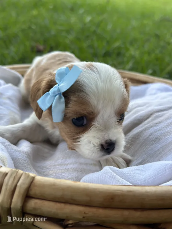 Charleston  – Cavalier King Charles Spaniel puppy for sale in Rochelle, GA