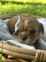 Emma, a female Cavalier King Charles Spaniel for sale in Rochelle, GA – 2 of 6