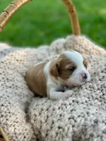 Charlie , a male Cavalier King Charles Spaniel for sale in Rochelle, GA – 3 of 4