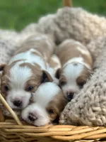 Chase, a male Cavalier King Charles Spaniel for sale in Rochelle, GA – 5 of 5