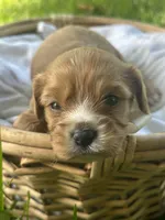 Teddy, a male Cavalier King Charles Spaniel for sale in Rochelle, GA – 2 of 3