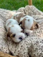 Charlotte , a female Cavalier King Charles Spaniel for sale in Rochelle, GA – 5 of 6