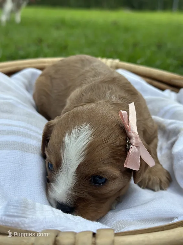 Rose – Cavalier King Charles Spaniel puppy for sale in Rochelle, GA