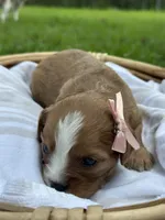 Rose, a female Cavalier King Charles Spaniel for sale in Rochelle, GA – 1 of 3