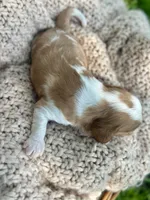 Charles, a male Cavalier King Charles Spaniel for sale in Rochelle, GA – 4 of 4