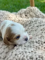 Charlotte , a female Cavalier King Charles Spaniel for sale in Rochelle, GA – 2 of 6
