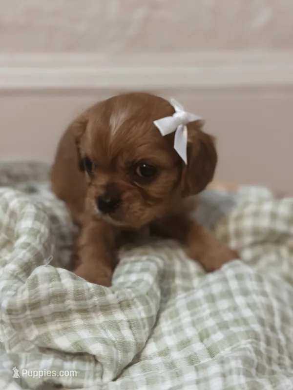 Emma – Cavalier King Charles Spaniel puppy for sale in Rochelle, GA