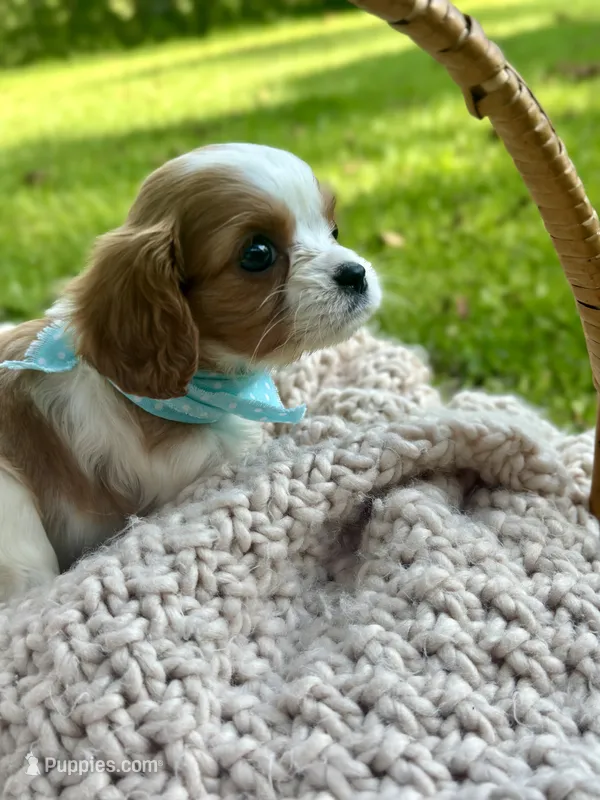Charleston  – Cavalier King Charles Spaniel puppy on hold in Rochelle, GA