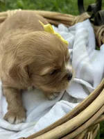 Emmie, a female Cavalier King Charles Spaniel for sale in Rochelle, GA – 2 of 3