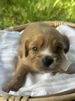 Teddy, a male Cavalier King Charles Spaniel for sale in Rochelle, GA – 1 of 3