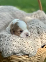 Chase, a male Cavalier King Charles Spaniel for sale in Rochelle, GA – 3 of 5