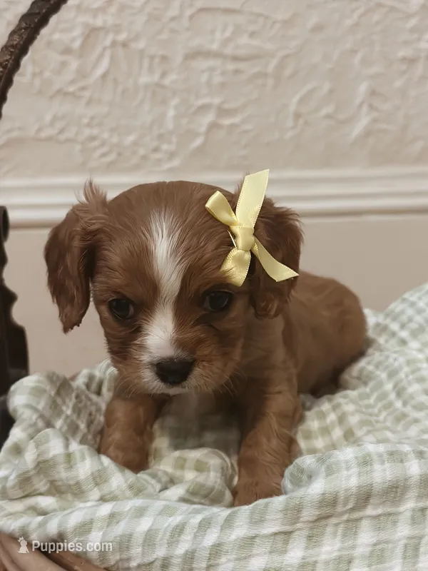 Rose – Cavalier King Charles Spaniel puppy for sale in Rochelle, GA