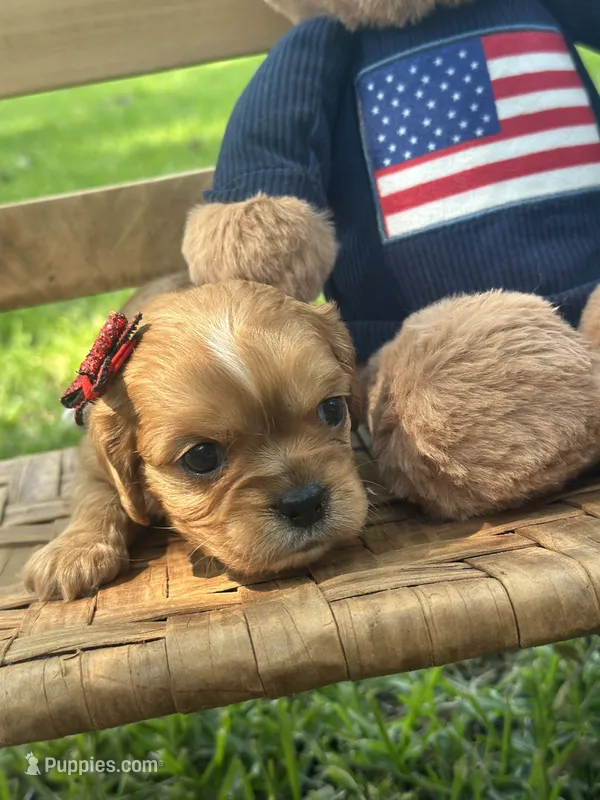 Emma – Cavalier King Charles Spaniel puppy for sale in Rochelle, GA