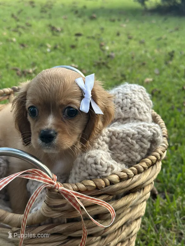 Georgia  – Cavalier King Charles Spaniel puppy for sale in Rochelle, GA