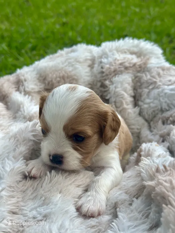 Charlie  – Cavalier King Charles Spaniel puppy for sale in Rochelle, GA