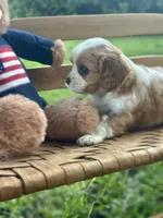 Charles, a male Cavalier King Charles Spaniel for sale in Rochelle, GA – 4 of 8