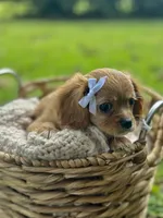 Georgia , a female Cavalier King Charles Spaniel for sale in Rochelle, GA – 2 of 6
