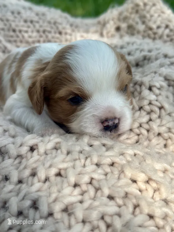 Chase – Cavalier King Charles Spaniel puppy for sale in Rochelle, GA
