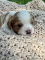 Chase, a male Cavalier King Charles Spaniel for sale in Rochelle, GA – 1 of 5