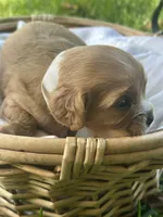 Teddy, a male Cavalier King Charles Spaniel for sale in Rochelle, GA – 3 of 3