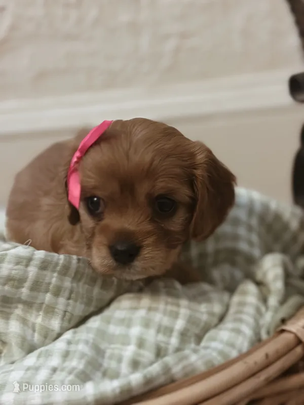 Lily  – Cavalier King Charles Spaniel puppy for sale in Rochelle, GA