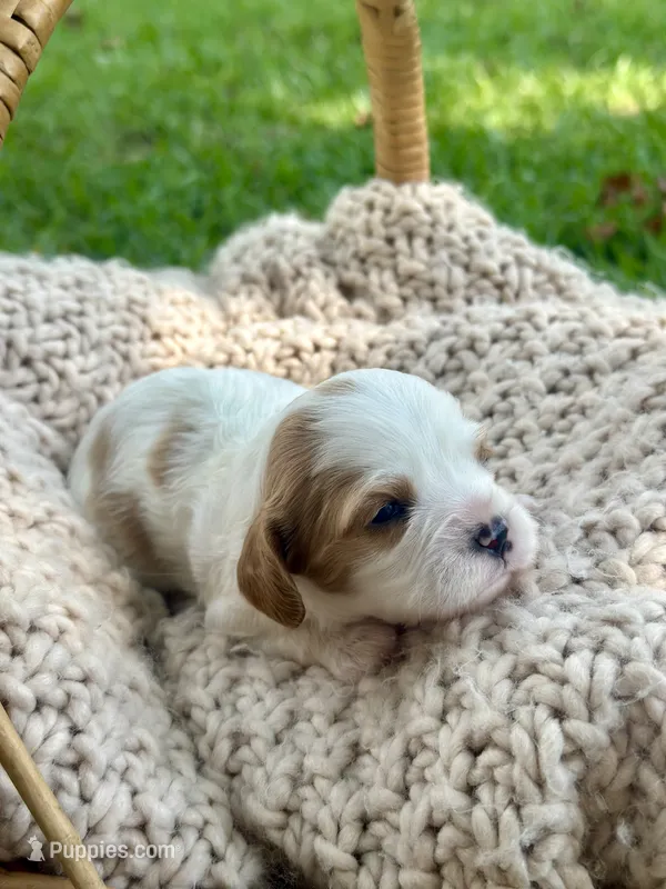 Charlotte  – Cavalier King Charles Spaniel puppy for sale in Rochelle, GA