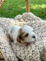 Charlotte , a female Cavalier King Charles Spaniel for sale in Rochelle, GA – 1 of 6