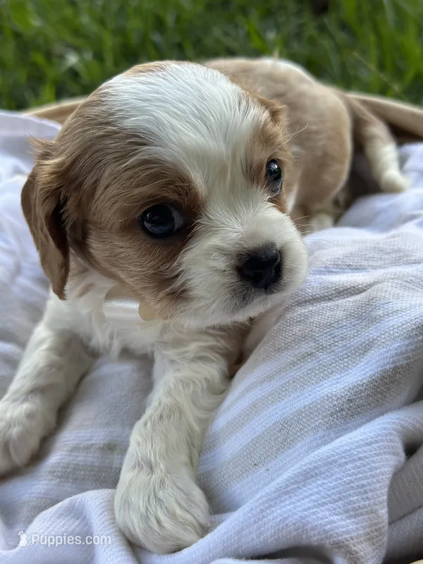 Charles  – Cavalier King Charles Spaniel puppy for sale in Rochelle, GA