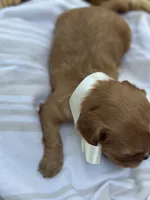 Teddy, a male Cavalier King Charles Spaniel for sale in Rochelle, GA – 2 of 4