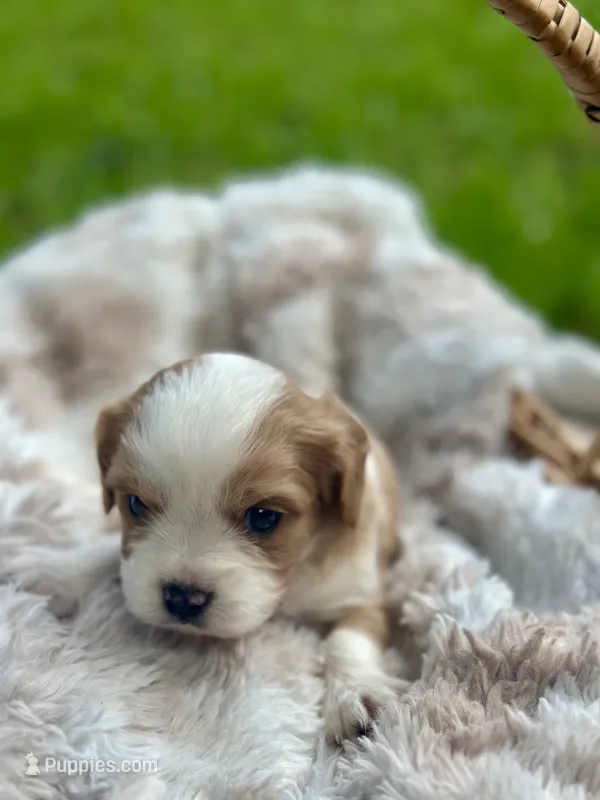 Chase – Cavalier King Charles Spaniel puppy for sale in Rochelle, GA