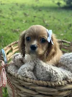 Georgia , a female Cavalier King Charles Spaniel for sale in Rochelle, GA – 2 of 5