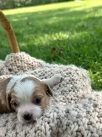 Charles , a male Cavalier King Charles Spaniel for sale in Rochelle, GA – 3 of 5