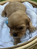 Lily , a female Cavalier King Charles Spaniel for sale in Rochelle, GA – 3 of 3