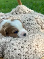 Charles , a male Cavalier King Charles Spaniel for sale in Rochelle, GA – 5 of 5