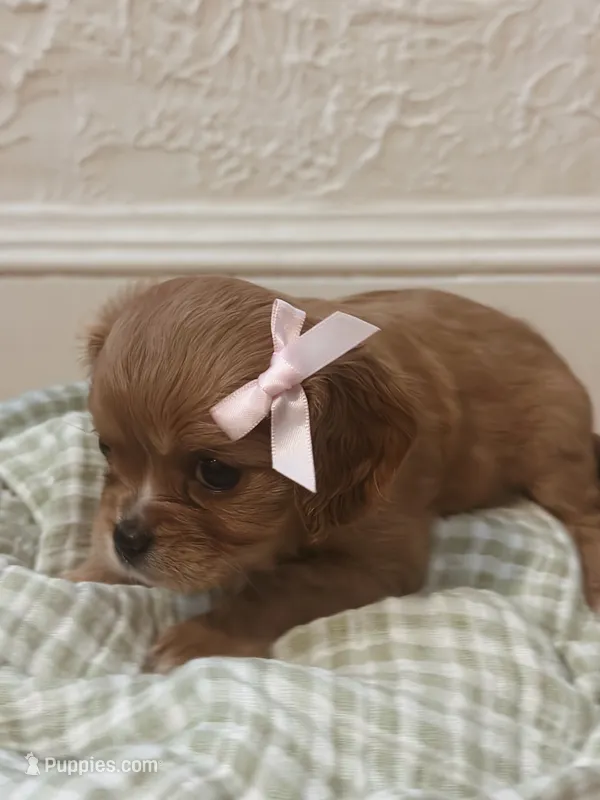 Emmie – Cavalier King Charles Spaniel puppy for sale in Rochelle, GA