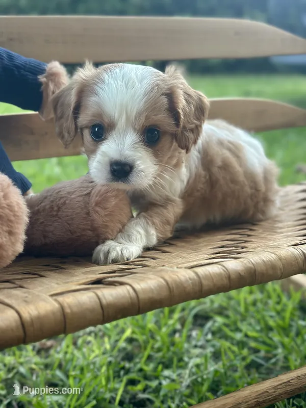 Chase – Cavalier King Charles Spaniel puppy for sale in Rochelle, GA