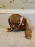 Emmie, a female Cavalier King Charles Spaniel for sale in Rochelle, GA – 2 of 5