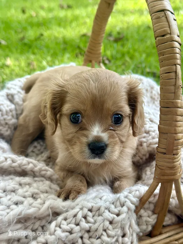 Teddy – Cavalier King Charles Spaniel puppy for sale in Rochelle, GA