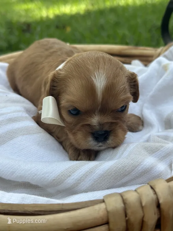 Teddy – Cavalier King Charles Spaniel puppy for sale in Rochelle, GA