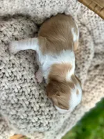 Charlie , a male Cavalier King Charles Spaniel for sale in Rochelle, GA – 4 of 4