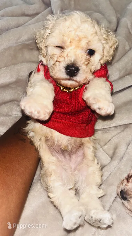 Coffee  – Maltipoo, Poodle - Toy  puppy for sale in Crawfordville, FL